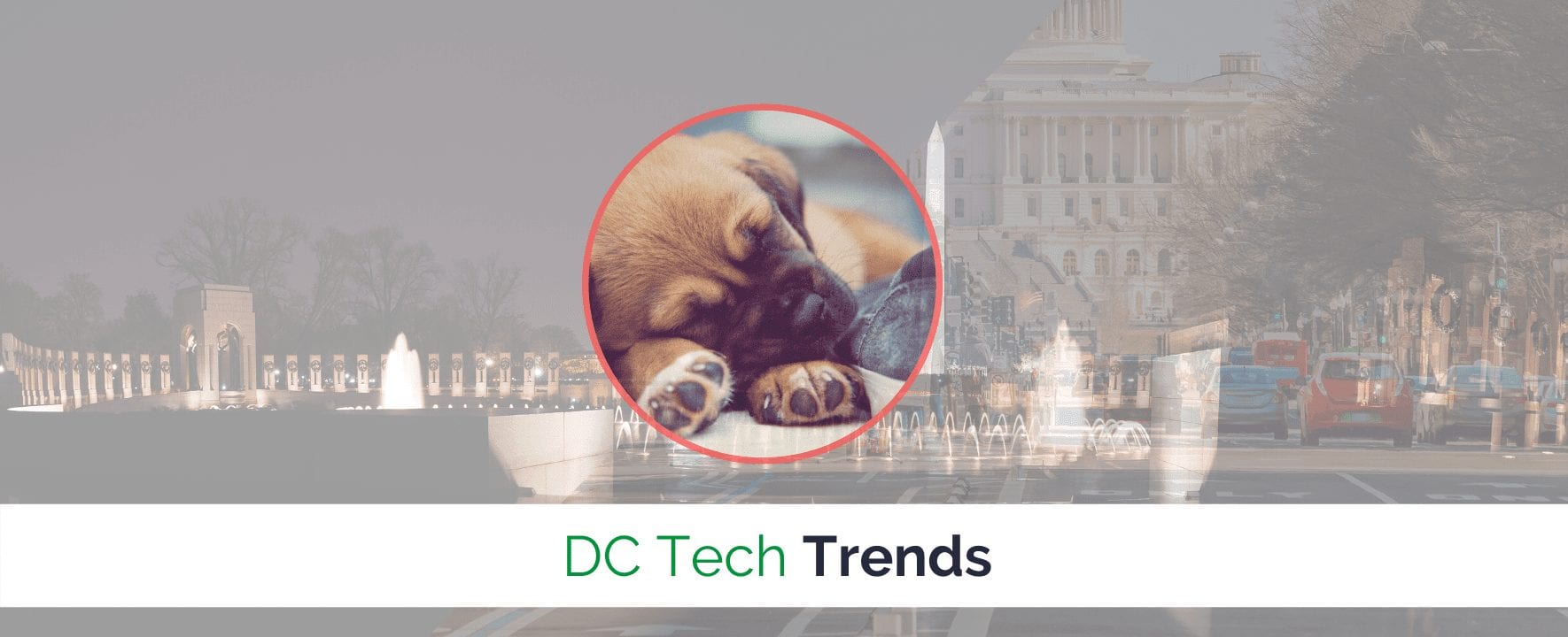 DC Startups Offer Pet Health Insurance and Other Perks to Stay Competitive